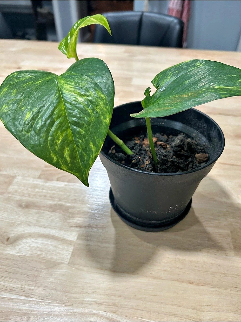 Live Golden Pothos Plant
